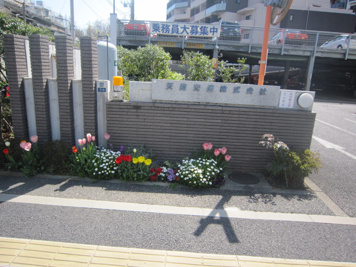 綺麗な花が咲き始めました